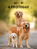 PROTEGGE
